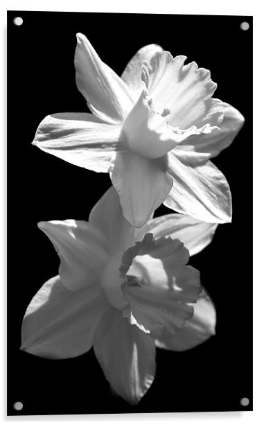 Daffodils in Black and White Acrylic by Samantha Higgs