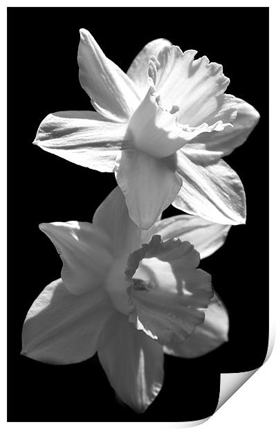 Daffodils in Black and White Print by Samantha Higgs