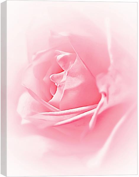 Portrait Of A Rose Canvas Print by Aj’s Images