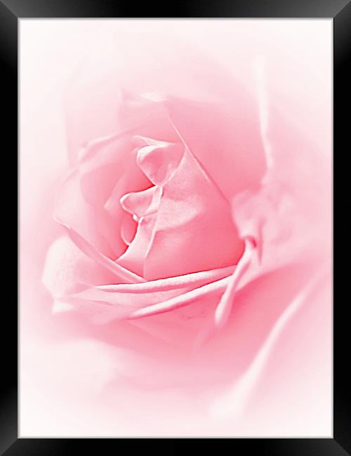 Portrait Of A Rose Framed Print by Aj’s Images