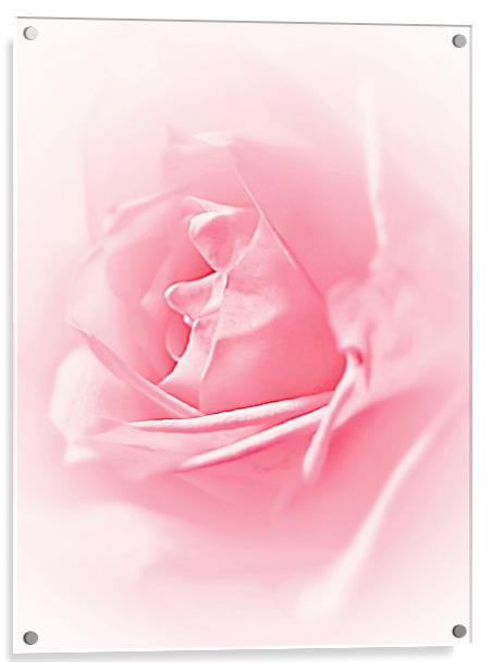 Portrait Of A Rose Acrylic by Aj’s Images