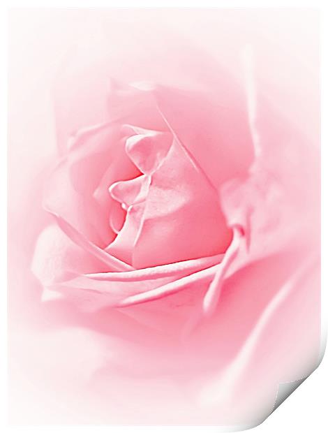 Portrait Of A Rose Print by Aj’s Images