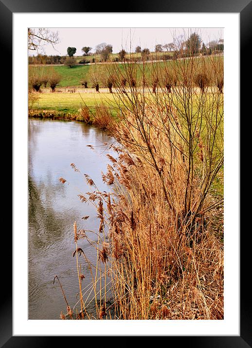 River Windrush Reeds Framed Mounted Print by Karen Martin