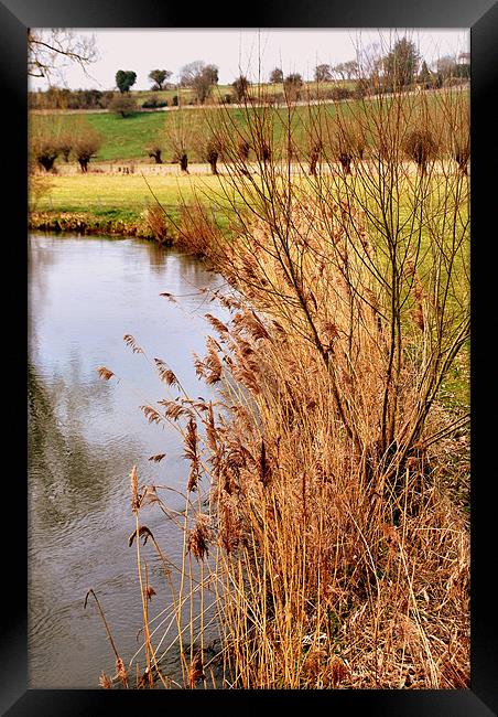 River Windrush Reeds Framed Print by Karen Martin