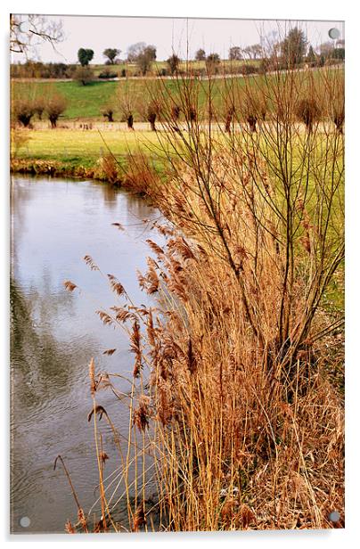 River Windrush Reeds Acrylic by Karen Martin