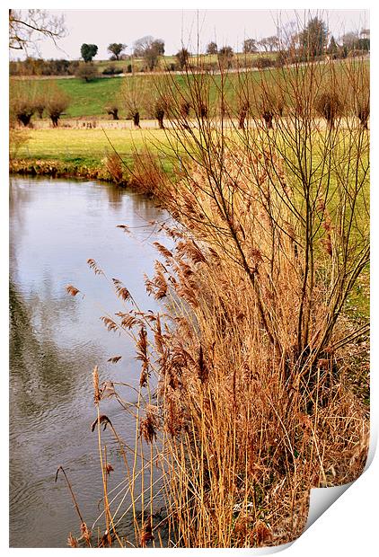 River Windrush Reeds Print by Karen Martin