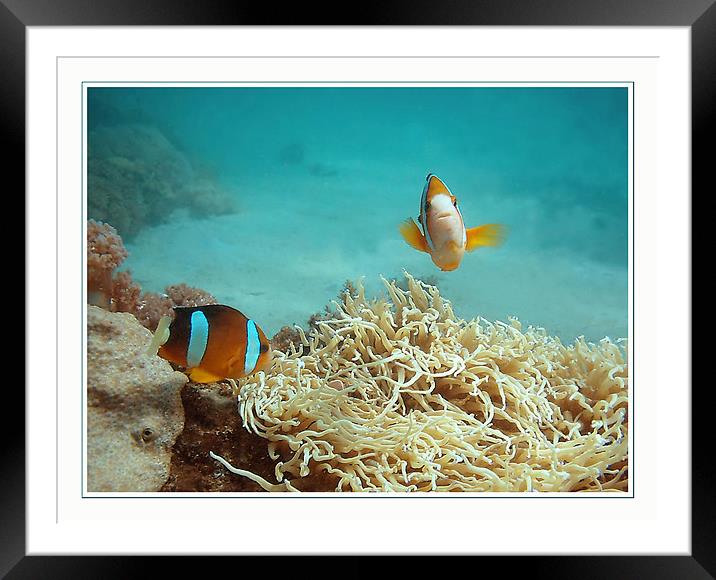 Clown Fish at Play Framed Mounted Print by Serena Bowles