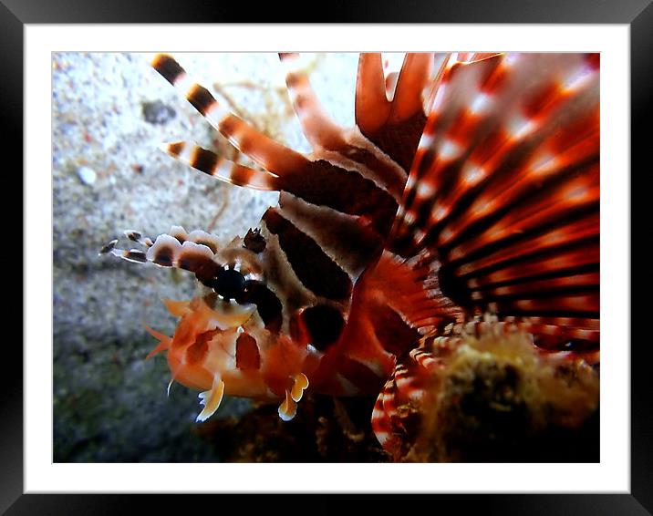Lion fish Looking Framed Mounted Print by Serena Bowles