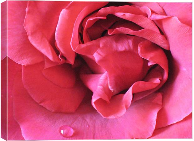 Pink Rose With Raindrop Canvas Print by Jacqi Elmslie