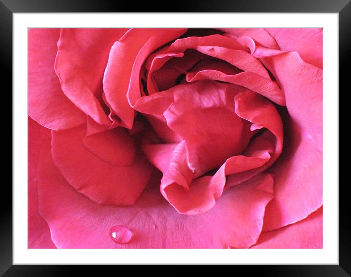 Pink Rose With Raindrop Framed Mounted Print by Jacqi Elmslie