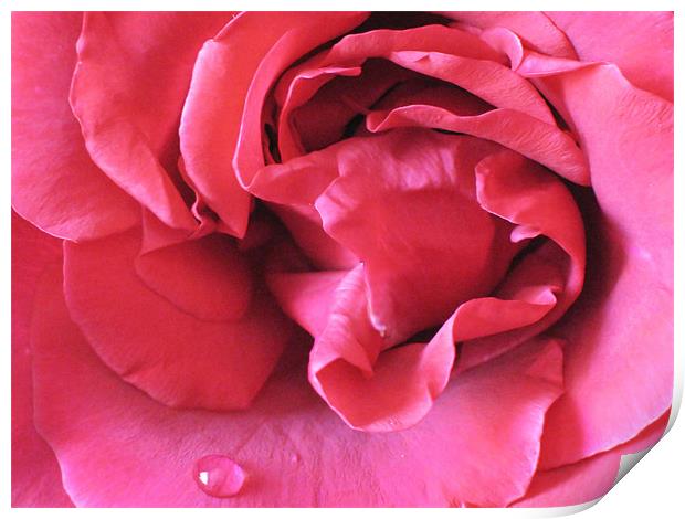 Pink Rose With Raindrop Print by Jacqi Elmslie