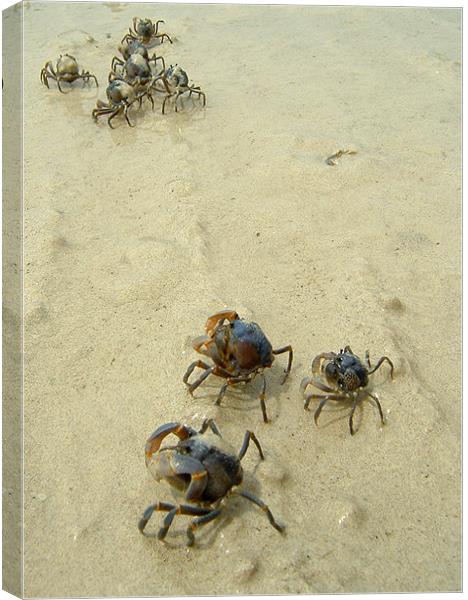 Soldier Crabs on the Sand Canvas Print by Serena Bowles