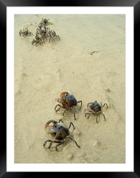 Soldier Crabs on the Sand Framed Mounted Print by Serena Bowles