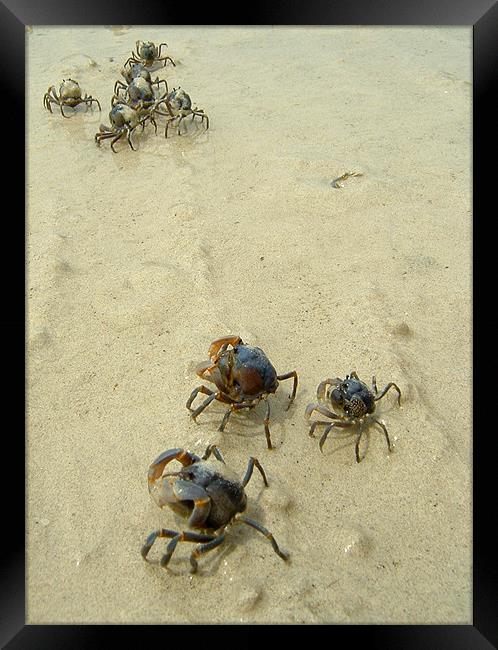 Soldier Crabs on the Sand Framed Print by Serena Bowles