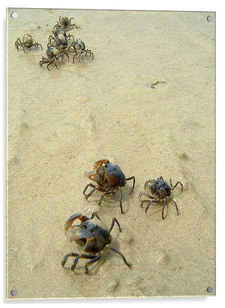 Soldier Crabs on the Sand Acrylic by Serena Bowles