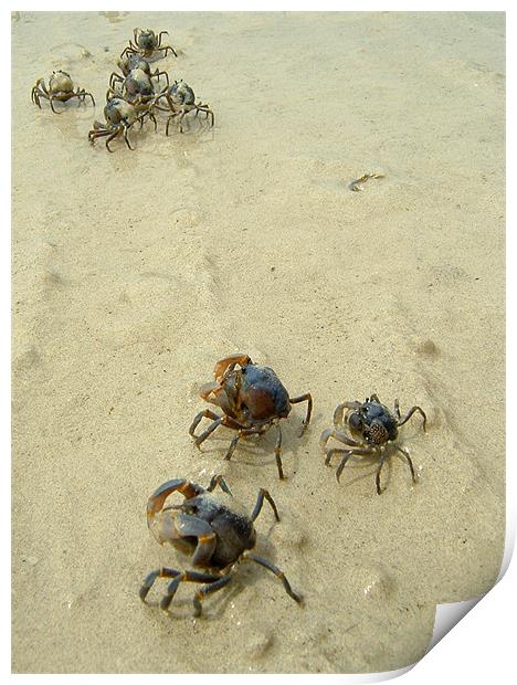 Soldier Crabs on the Sand Print by Serena Bowles