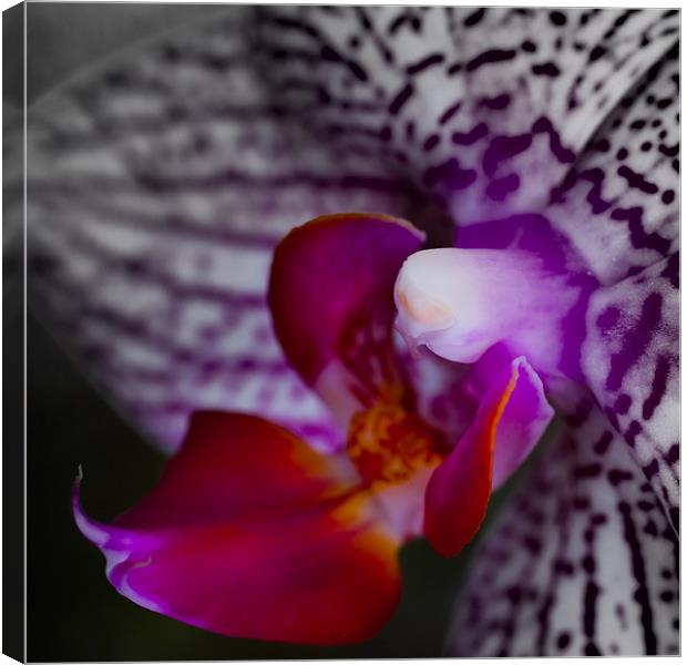 orchid 2 Canvas Print by Thomas Stroehle
