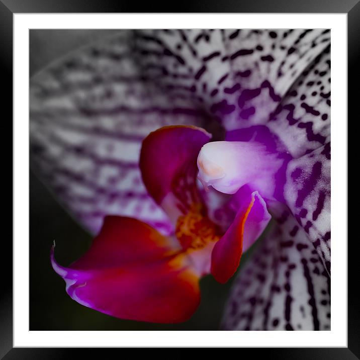 orchid 2 Framed Mounted Print by Thomas Stroehle