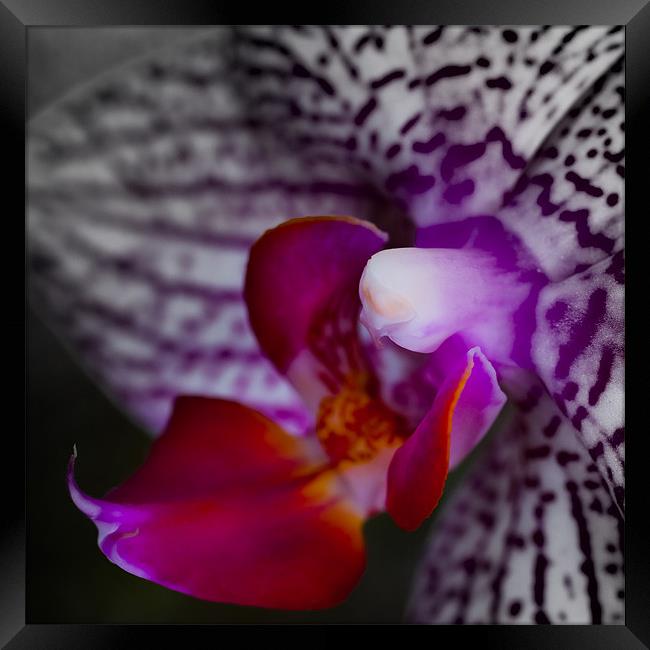 orchid 2 Framed Print by Thomas Stroehle