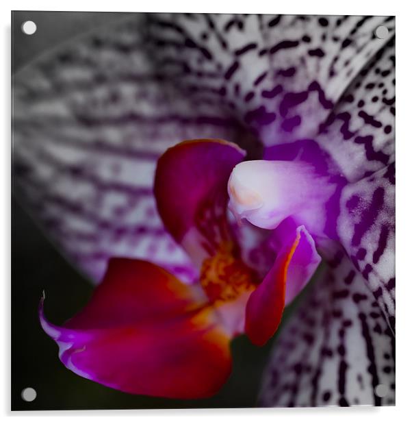 orchid 2 Acrylic by Thomas Stroehle
