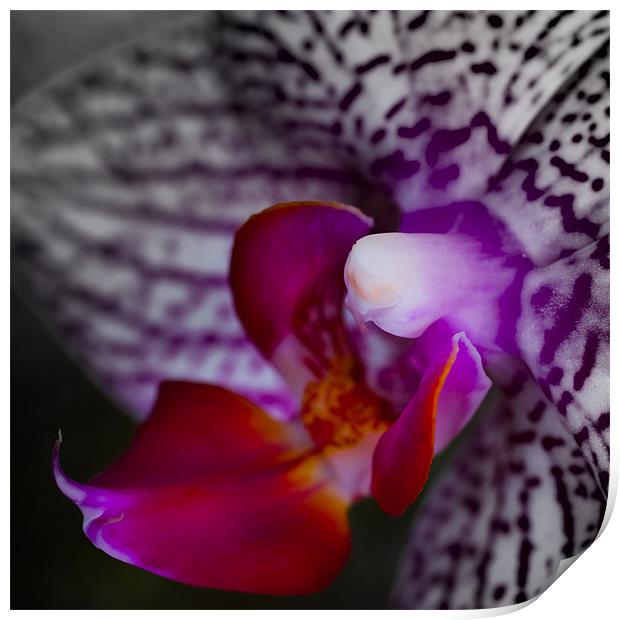 orchid 2 Print by Thomas Stroehle