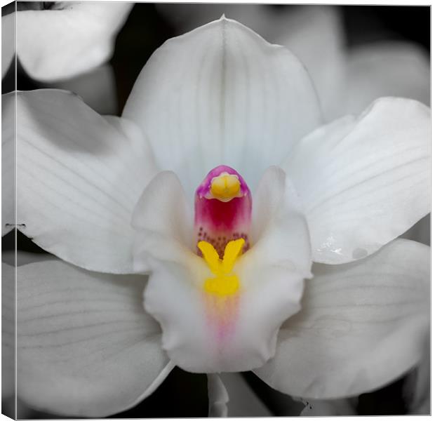 orchid 3 Canvas Print by Thomas Stroehle