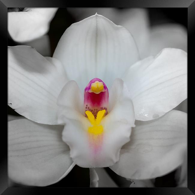 orchid 3 Framed Print by Thomas Stroehle