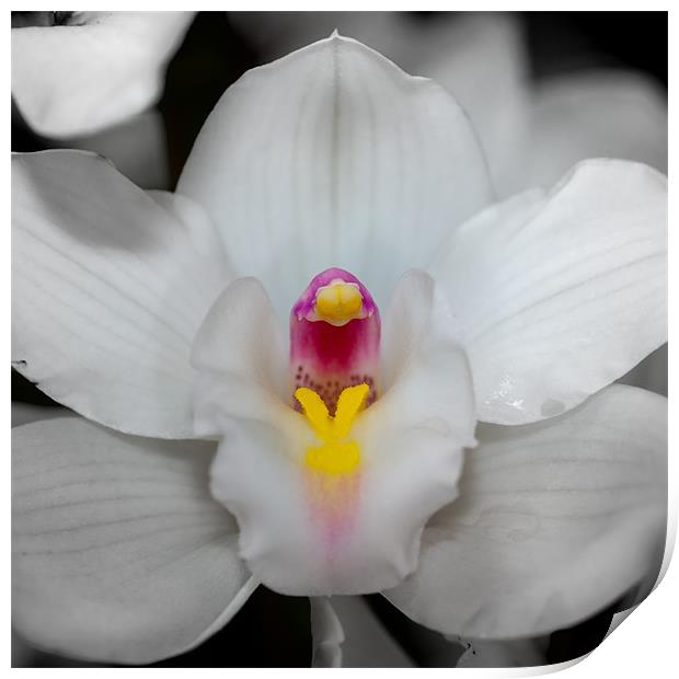 orchid 3 Print by Thomas Stroehle