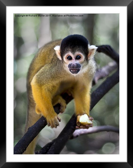 Squirrel Monkey Framed Mounted Print by Richard Muller