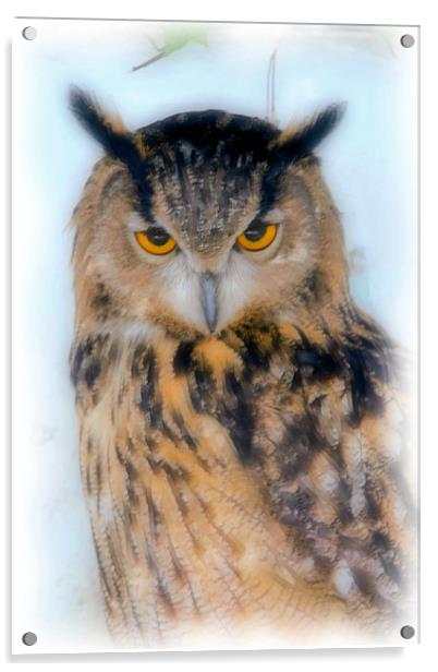 European Long Eared Owl Acrylic by Brian Beckett