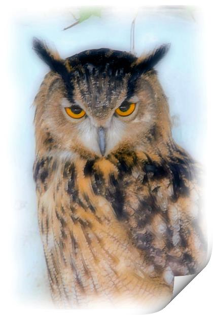 European Long Eared Owl Print by Brian Beckett