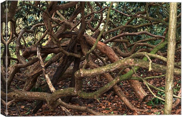 Knotted trees Canvas Print by Chris Day