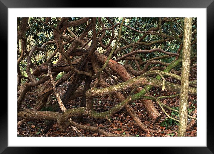 Knotted trees Framed Mounted Print by Chris Day
