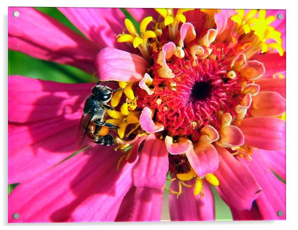 Busy, buzzy bee Acrylic by Serena Bowles