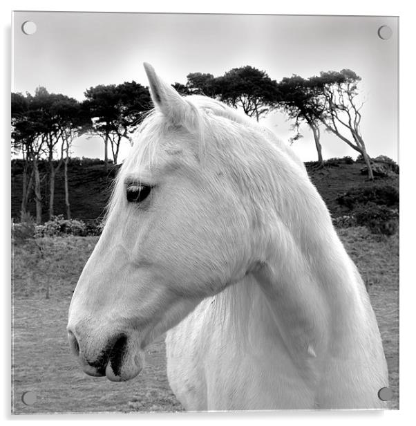 White Horse Acrylic by Jacqi Elmslie