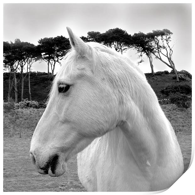 White Horse Print by Jacqi Elmslie