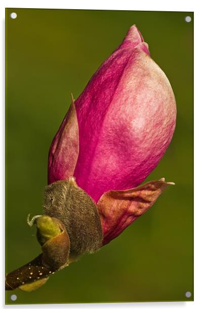 Magnolia Bud Acrylic by Pete Hemington