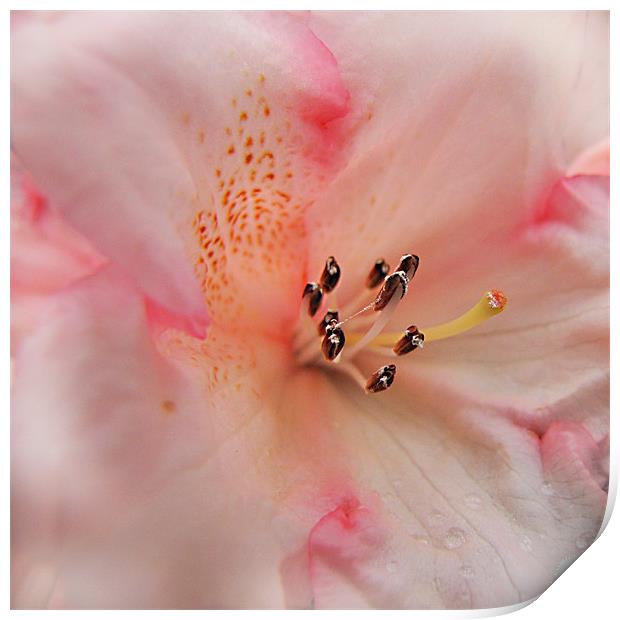 Palest Pink Rhododendron Print by Jacqi Elmslie