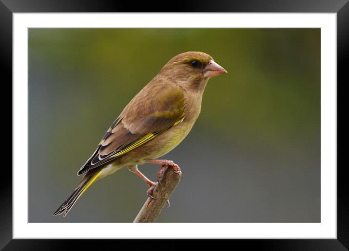 Greenfinch Framed Mounted Print by Donna Collett
