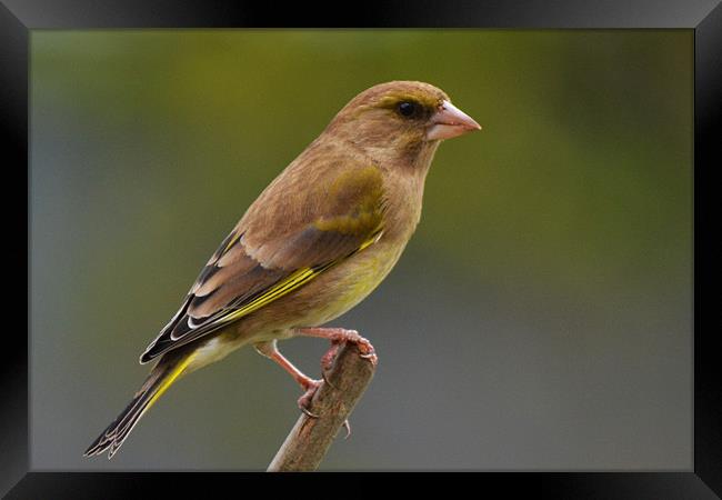 Greenfinch Framed Print by Donna Collett