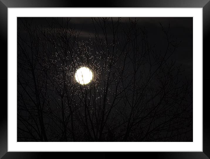 Moonlit Tree Framed Mounted Print by Donna Collett