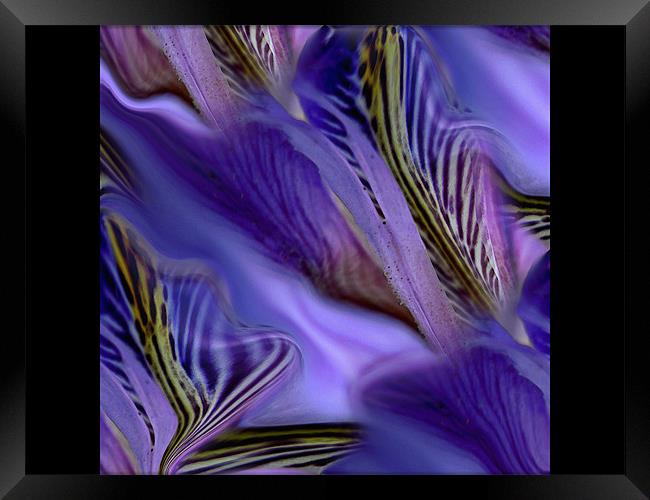 iris sea Framed Print by Heather Newton