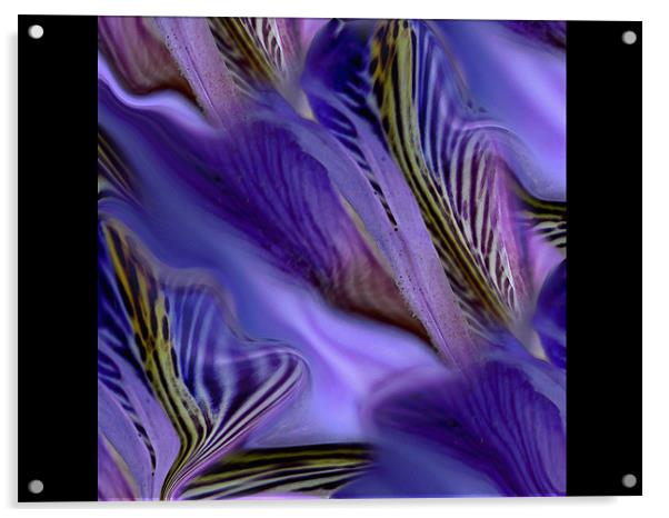 iris sea Acrylic by Heather Newton