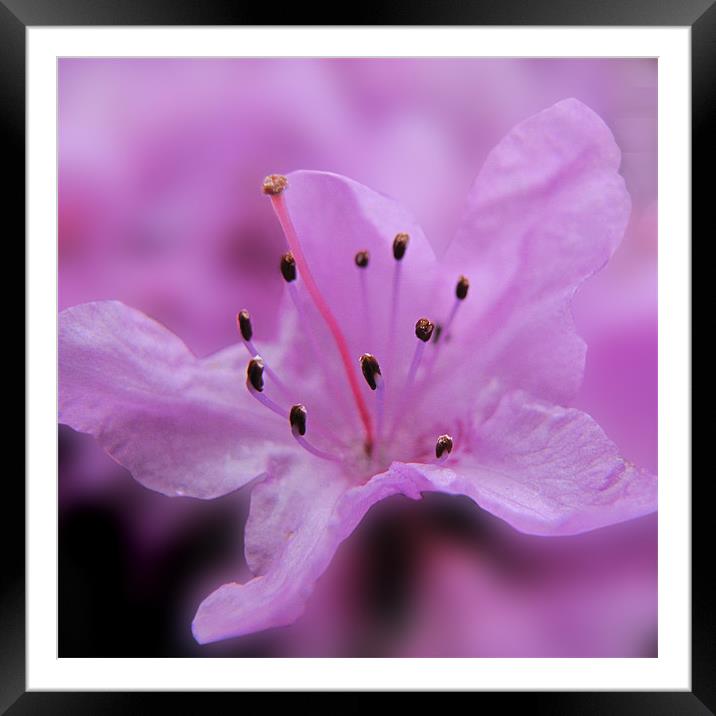 Soft Lilac Rhododendron Framed Mounted Print by Jacqi Elmslie
