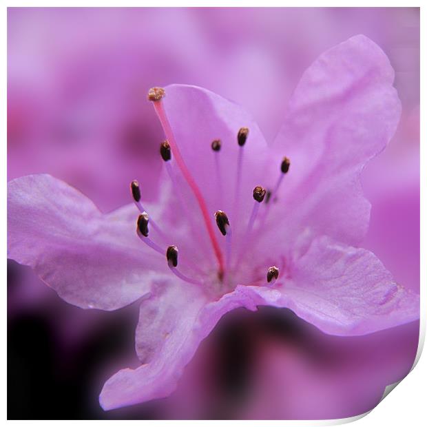 Soft Lilac Rhododendron Print by Jacqi Elmslie