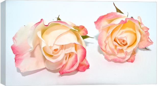 Twin Roses Canvas Print by Kate Barley