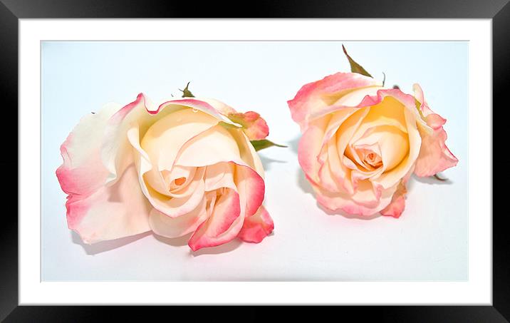 Twin Roses Framed Mounted Print by Kate Barley