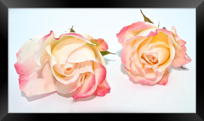 Twin Roses Framed Print by Kate Barley