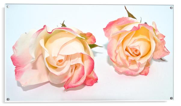 Twin Roses Acrylic by Kate Barley