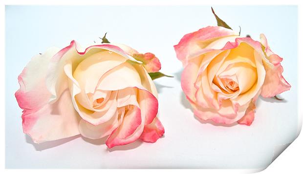Twin Roses Print by Kate Barley